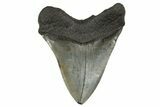 Fossil Megalodon Tooth - South Carolina #340276-2